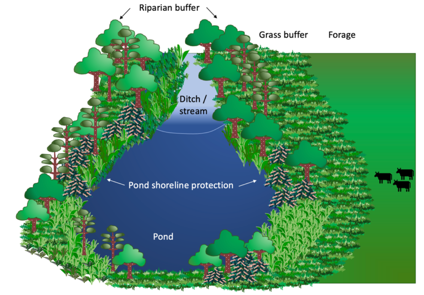 Illustration of a pond with shoreline protection.