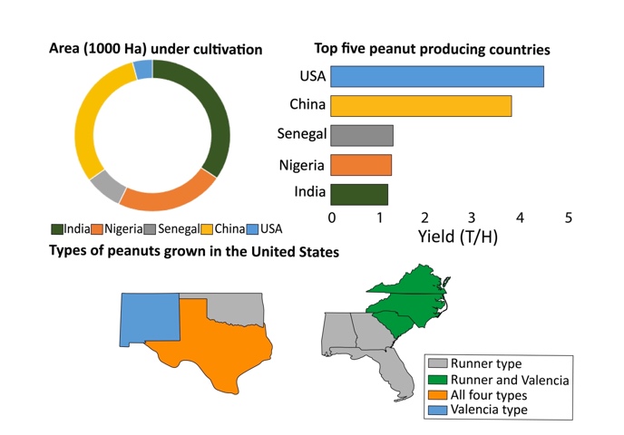 Graph of areas under cultivation, bar chart of top five peanut producing countries, highlighted maps of different peanut types in the United States.