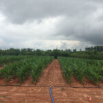 Micro-Irrigation System Maintenance to Prevent Clogging