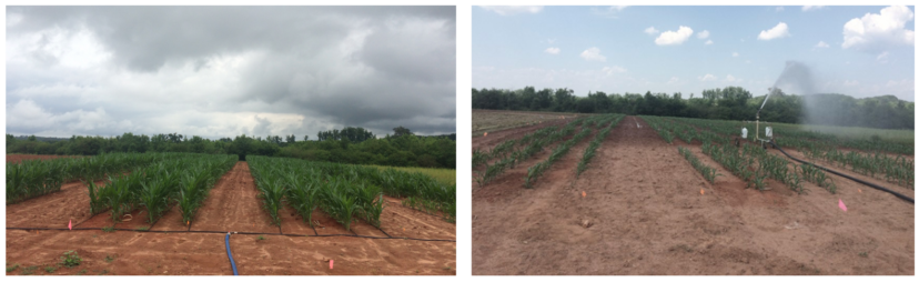 The image on the left is a drip irrigation system, and the image on the right is a rain gun sprinkler.