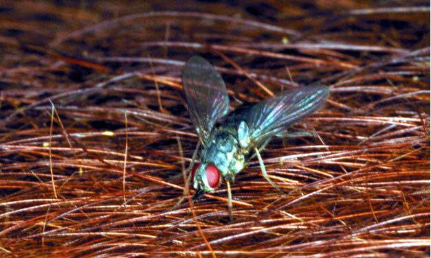Horn Fly Control: Dealing with Insecticide Resistance