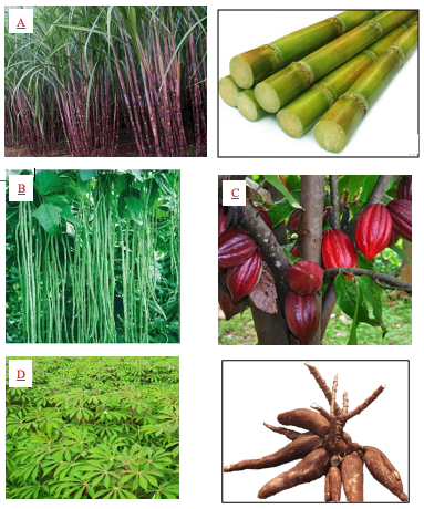 A collage of different crops including sugar cane plants and stalks, cowpea plants, coaco tree, cassava plants, and cassava roots.