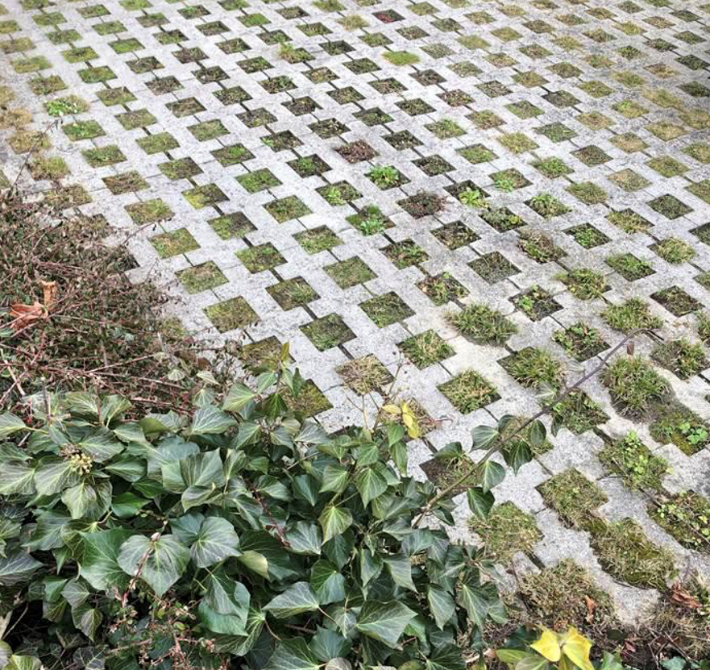 A photo of a permeable pavement walkway comprised of concrete pavers and vegetation.