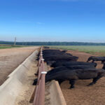 Tracking Feeder Cattle Basis in South Carolina: It’s More than Transportation Costs