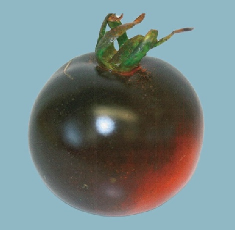 An unripe 'Indigo Rose' tomato and its foliage exhibiting anthocyanin pigmentation.