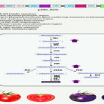 Purple Tomatoes Boost Nutrition Crop Value and Create New Opportunities for U.S. Agriculture