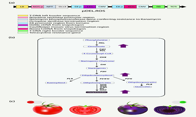 Purple Tomatoes Boost Nutrition Crop Value and Create New