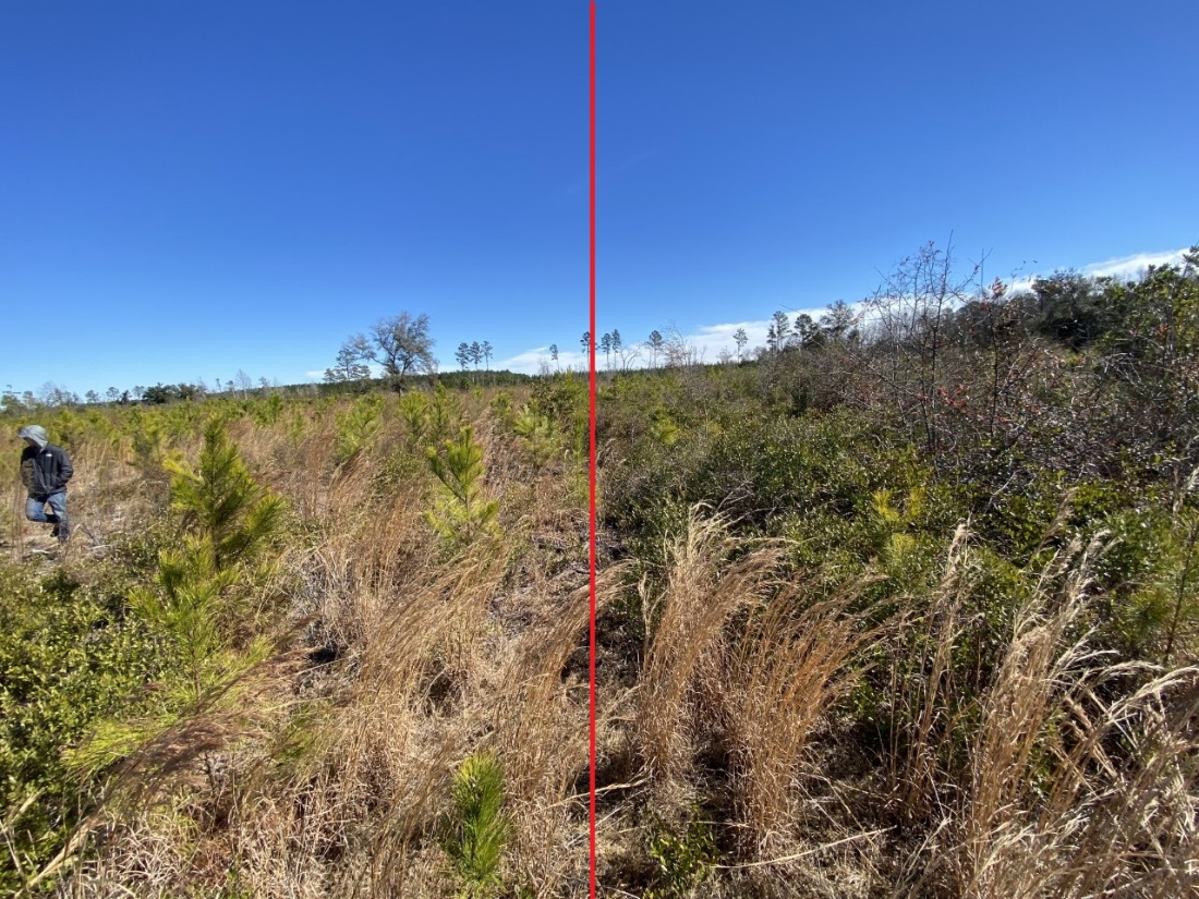 a comparison of planted pine seedlings which a relatively open area on the left side of the picture where a seedling release was applied, and a dense, overgrown area to the right where no seedling release was applied