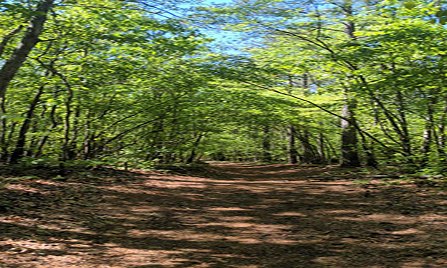 Basics of Forest Certification: A Primer for South Carolina Forest Owners