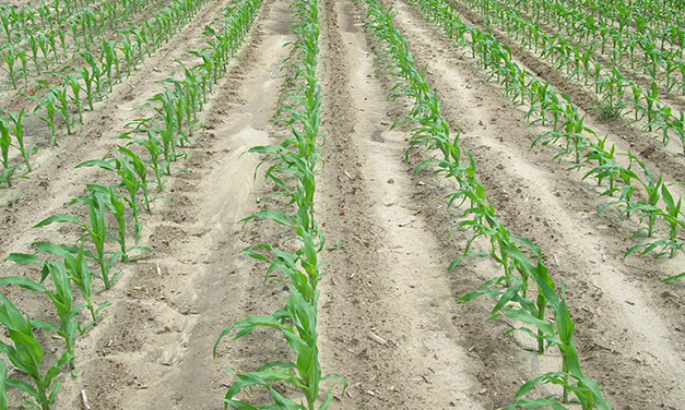 Common Soil Pests of Corn in the Southeastern United States