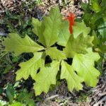 Planting Oak Seedlings for Forest Regeneration