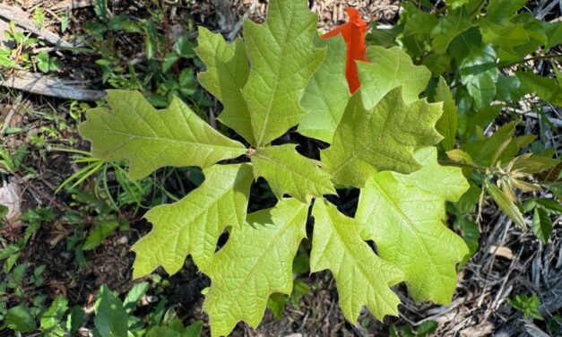Planting Oak Seedlings for Forest Regeneration
