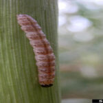 European Corn Borer Management in Field Corn