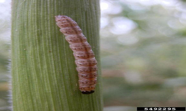European Corn Borer Management in Field Corn