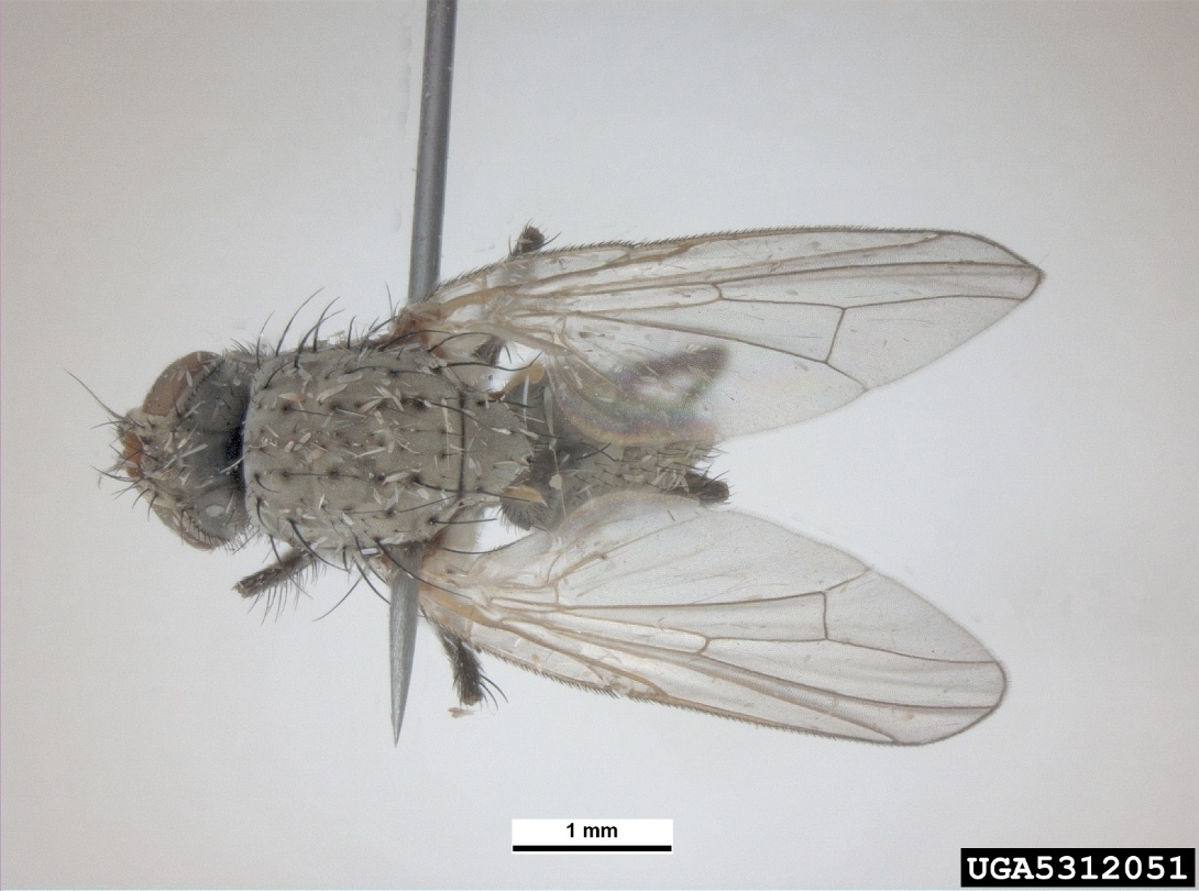 A close-up of a flyAI-generated content may be incorrect.