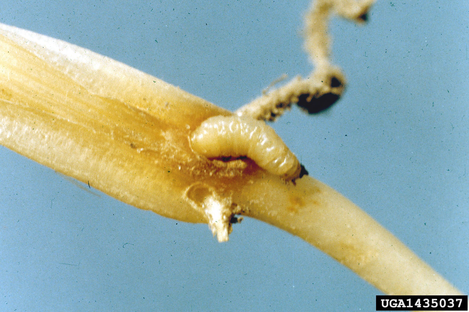 A close-up of a plant stem Description automatically generated