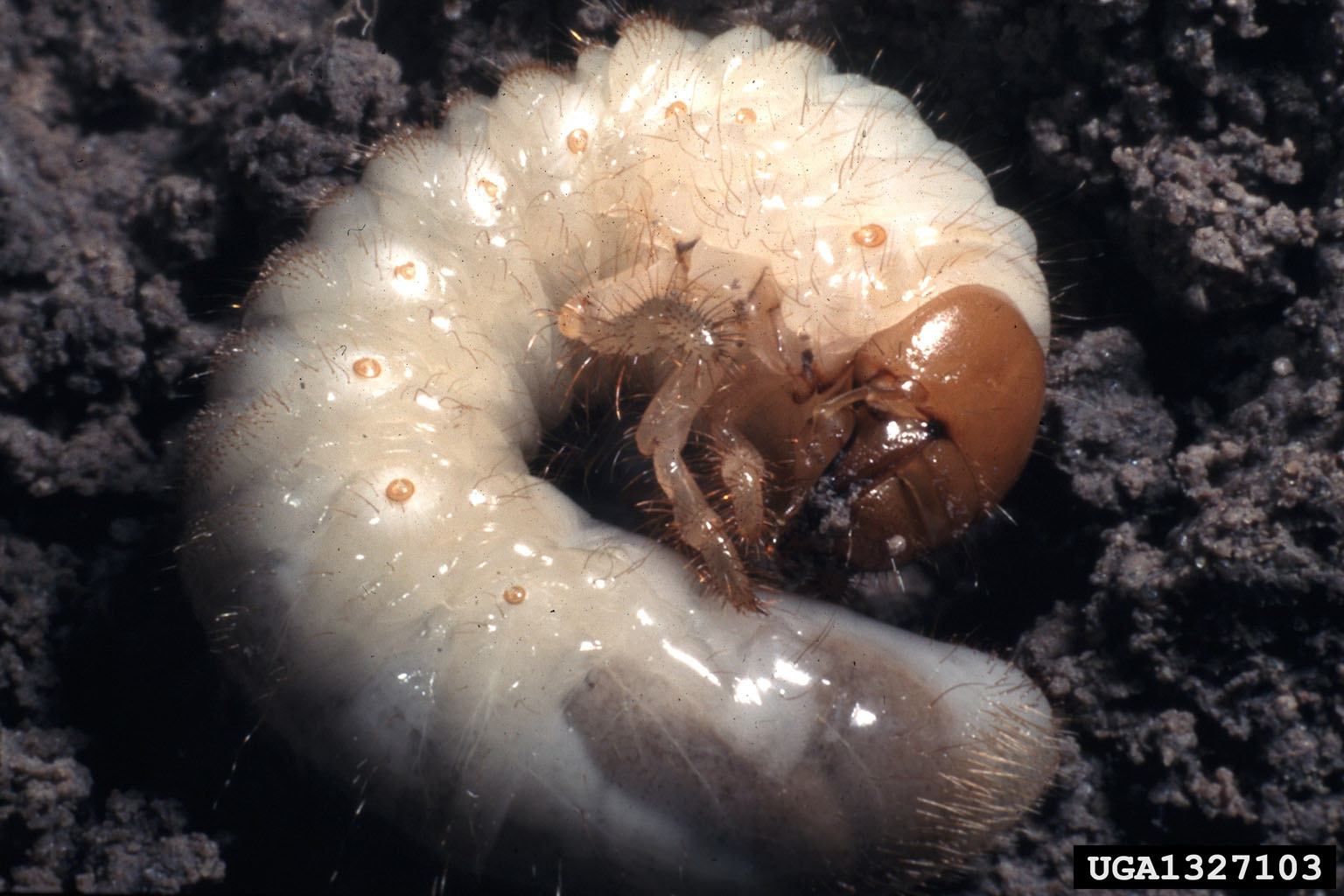 A close-up of a white bug AI-generated content may be incorrect.