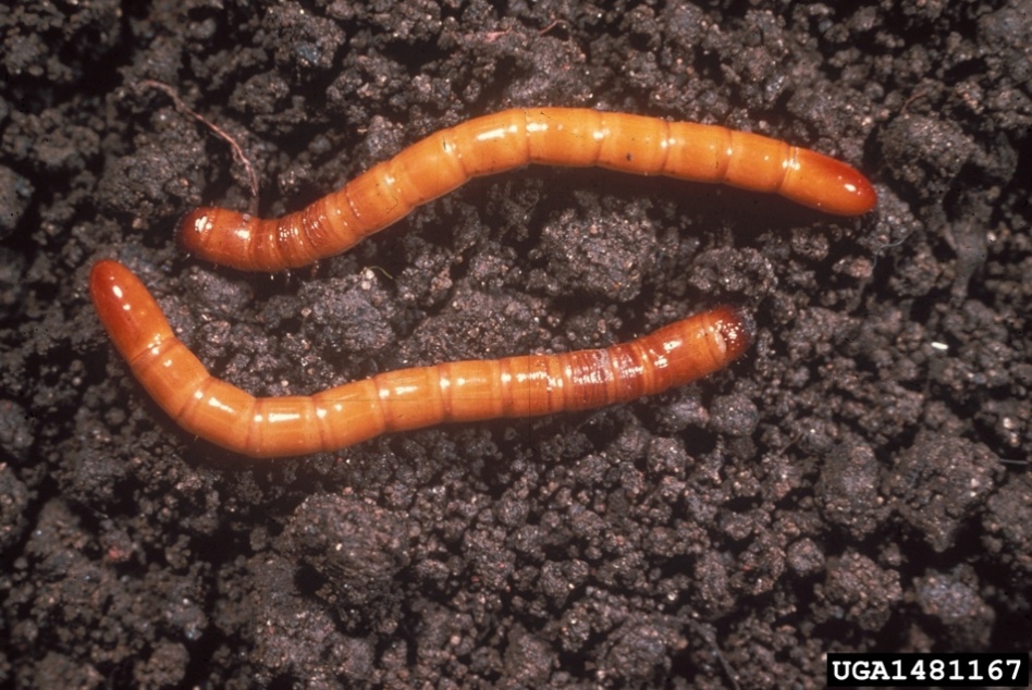 A close-up of a wormDescription automatically generated