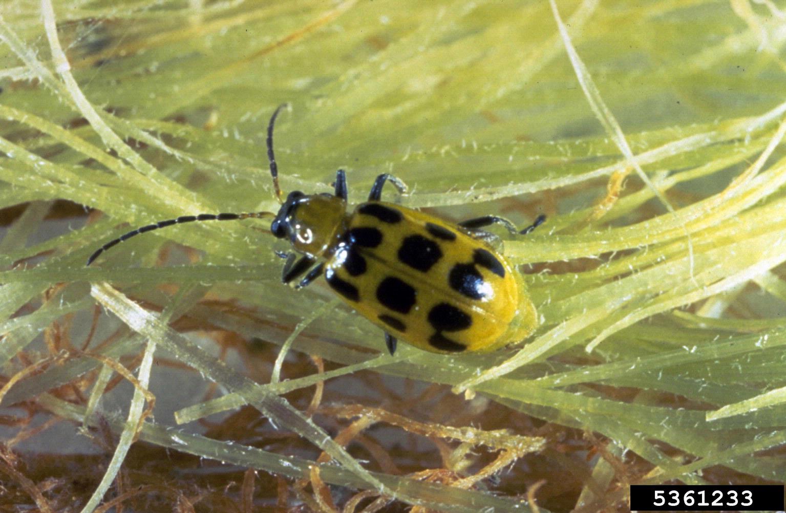 A close-up of a yellow and black bug Description automatically generated