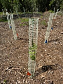 A group of tree shelters in a field. Each shelter consists of a white mesh tube made of rigid plastic, secured with a green fiberglass stake, and placed over a small tree seedling with green leaves.