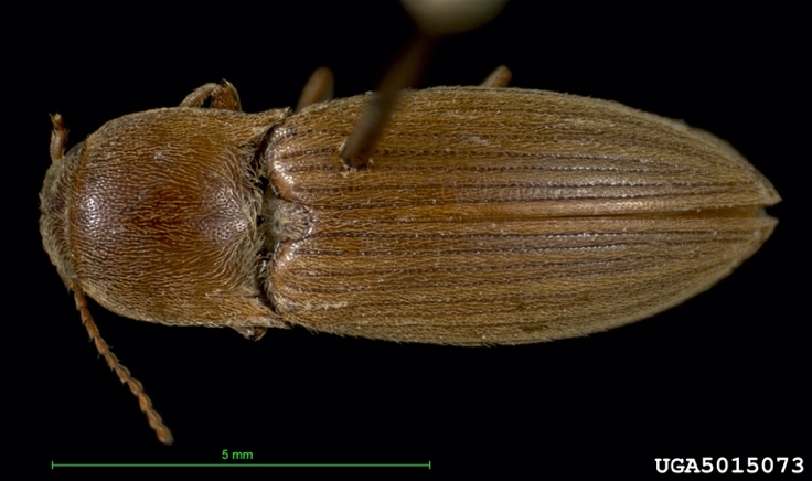 A insect on the groundDescription automatically generated