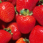Construction and Use of Strawberry Planting Tools for Transplanting Bare Root Strawberry Transplants