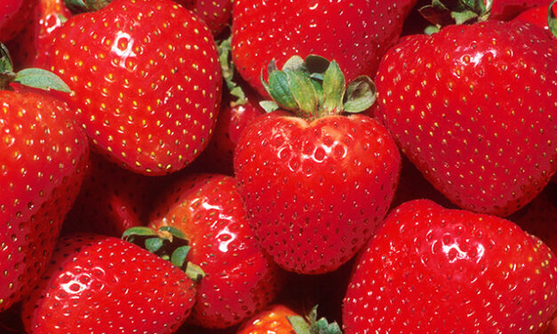 Construction and Use of Strawberry Planting Tools for Transplanting Bare Root Strawberry Transplants