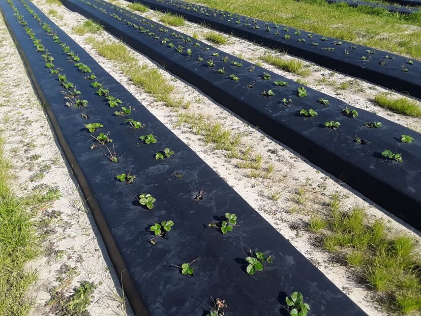 Rows of plants growing in a field with multiple dead plants due to J-rooting. 